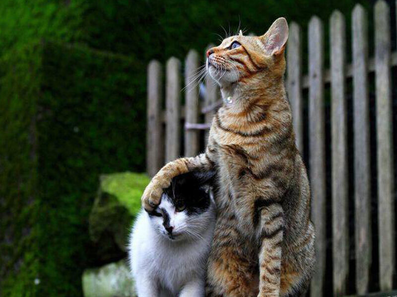 Two Cats Together — Green