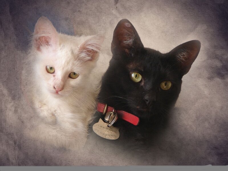 Two Cats Together