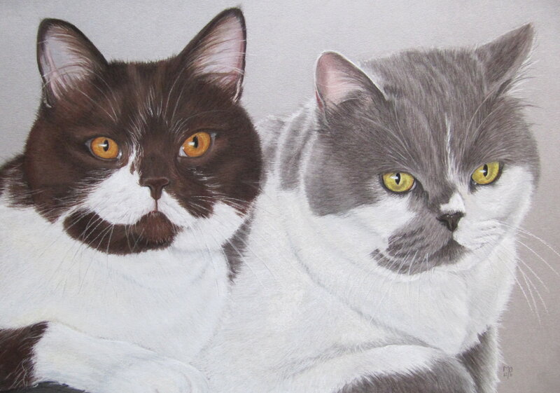 Two Cats Together — White