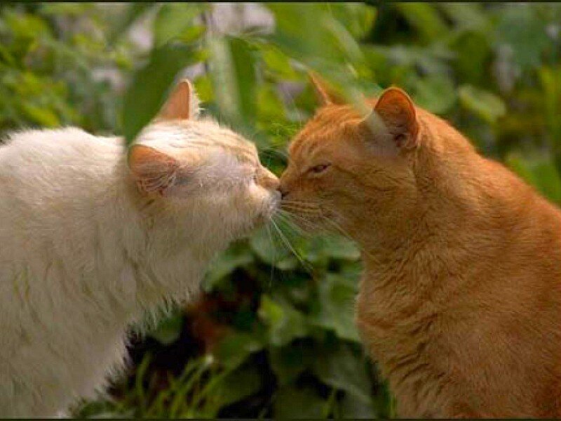 two cats touching noses