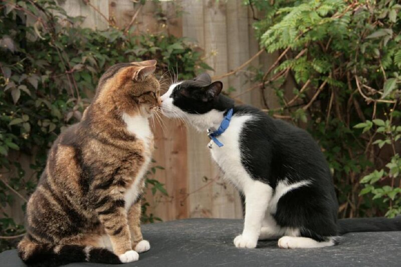 Two Cats Touching Noses — Black, Calm