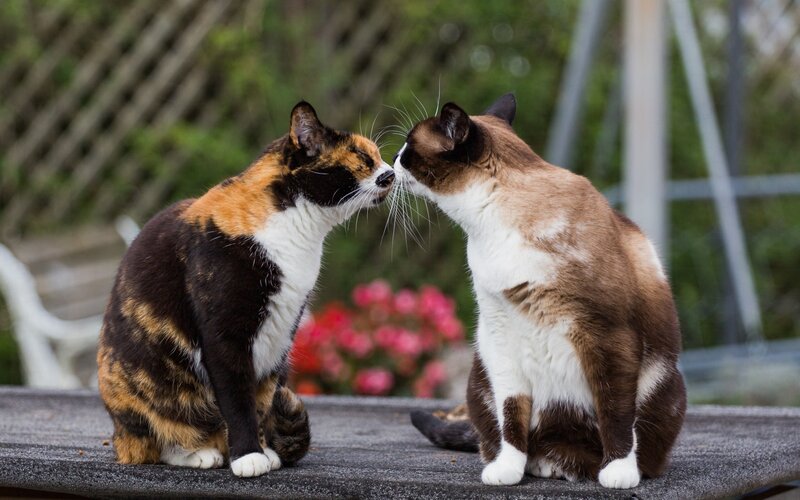 Two Cats Touching Noses — Brown, Calm