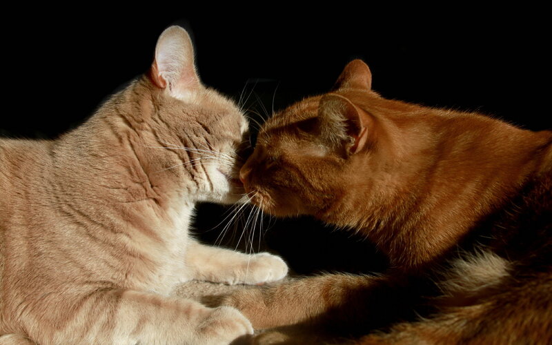 Two Cats Touching Noses — Brown