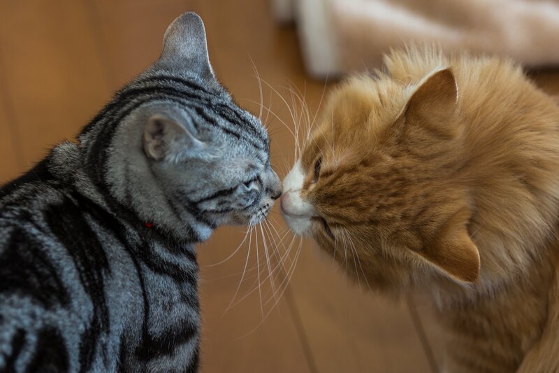 Two Cats Touching Noses — Gray
