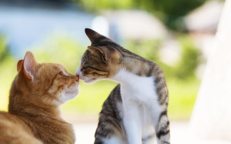 Two Cats Touching Noses — Orange, Calm, Afternoon