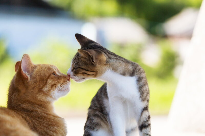 Two Cats Touching Noses — Orange, Calm