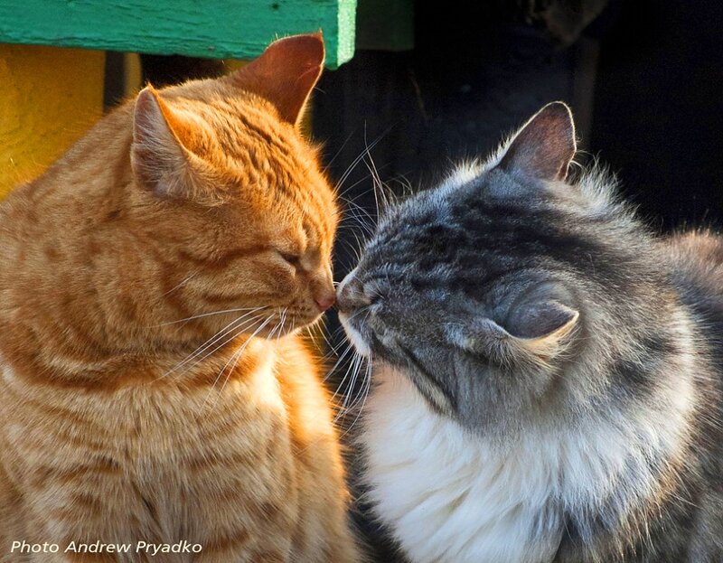 Two Cats Touching Noses — Orange