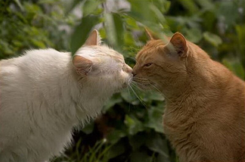 Two Cats Touching Noses — White, Calm, Afternoon