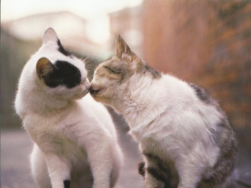 Two Cats Touching Noses — White, Calm