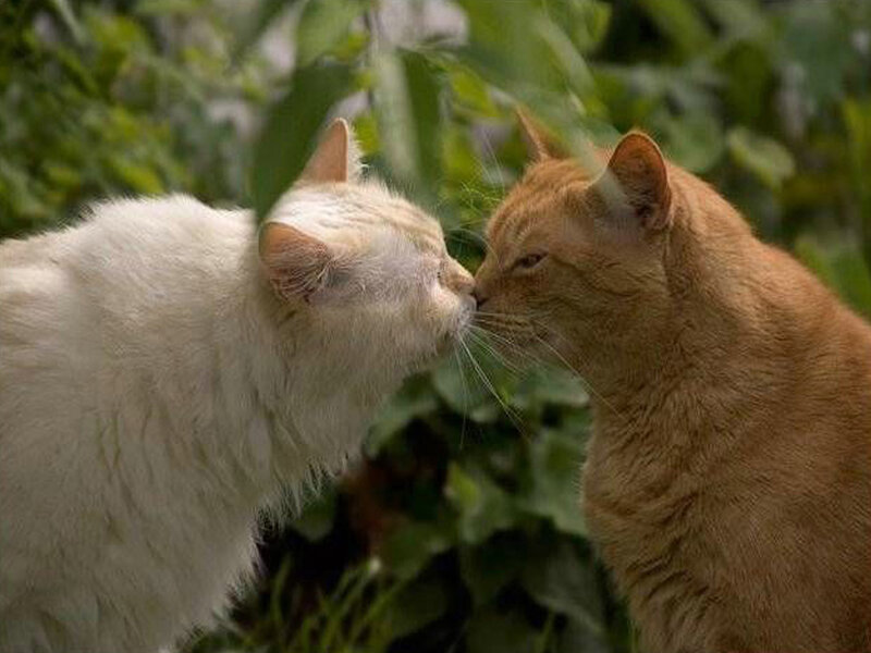 Two Cats Touching Noses — White