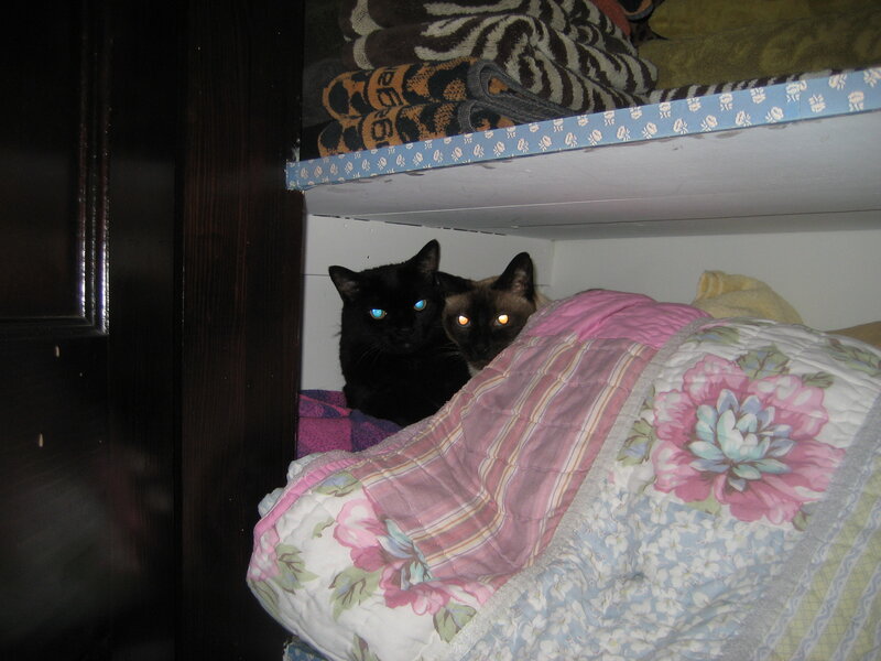 two cats under a bed