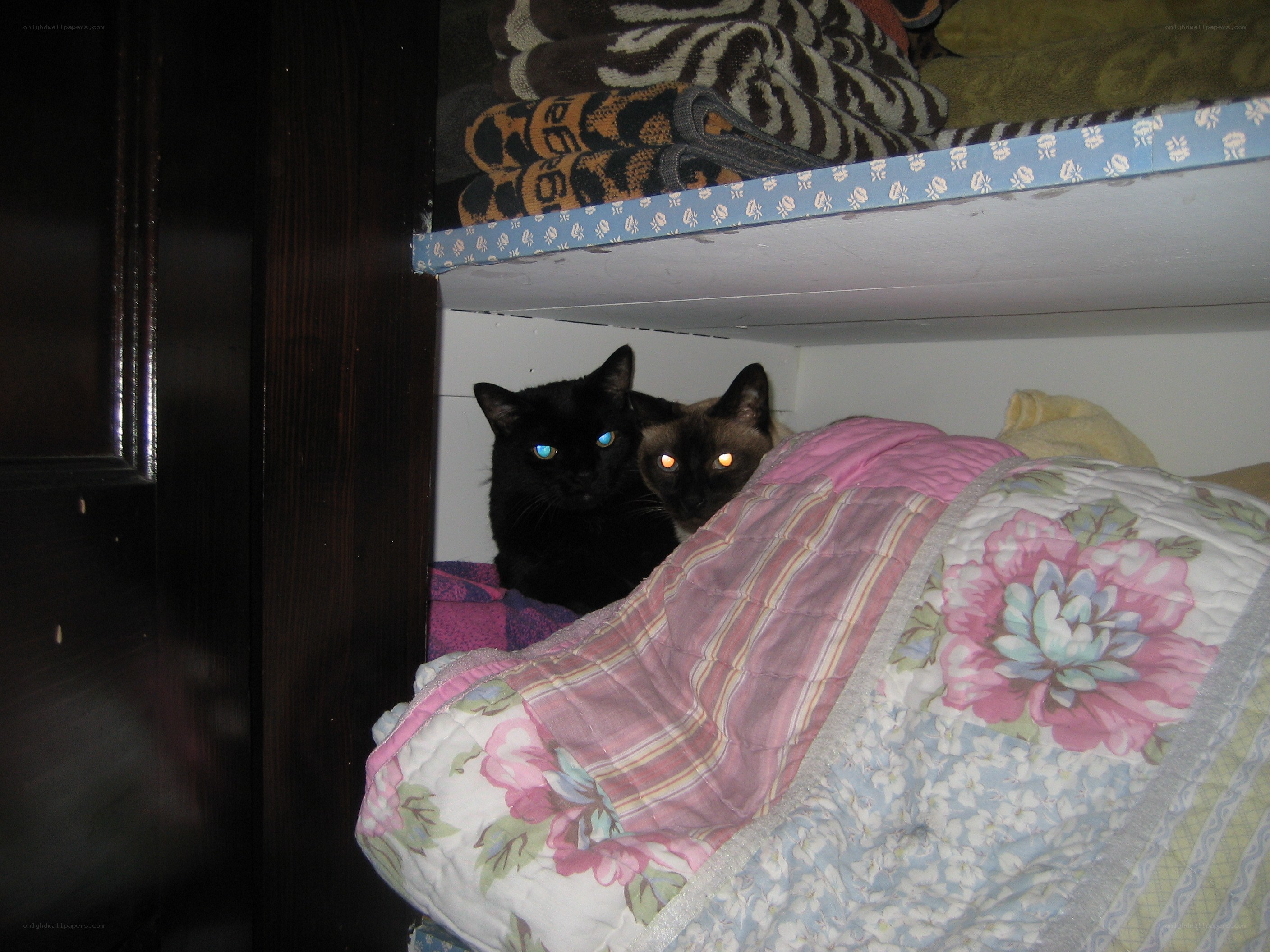 two cats under a bed