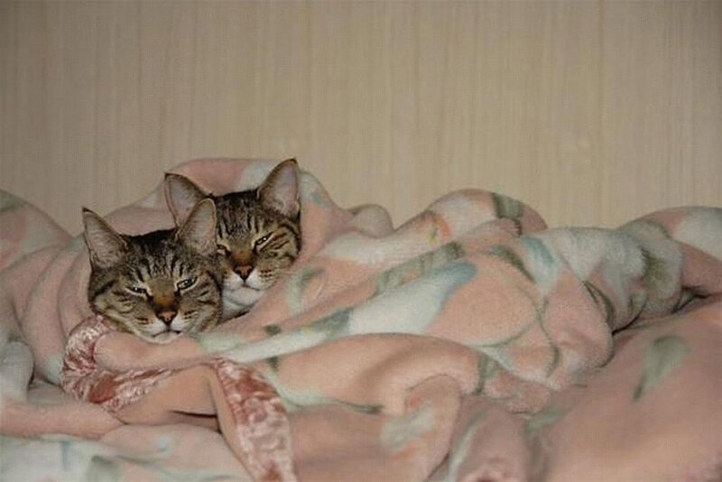 two cats under a blanket
