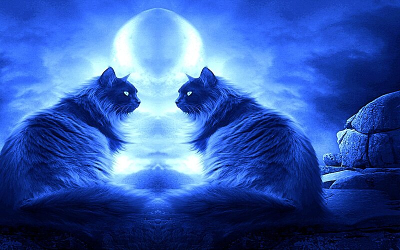 Two cats under a blue moon