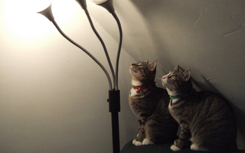 two cats under a lamp