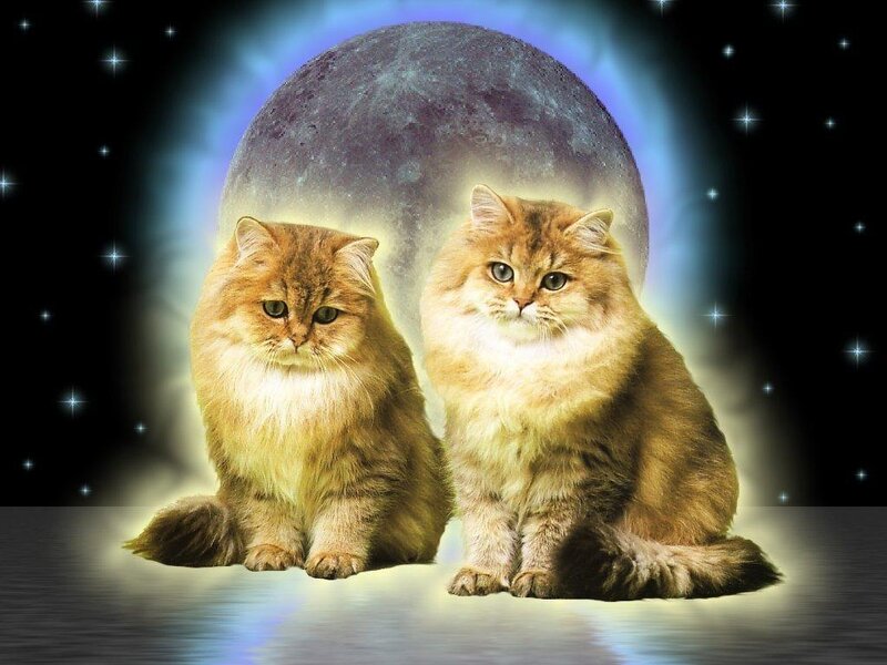 Two cats under a moon
