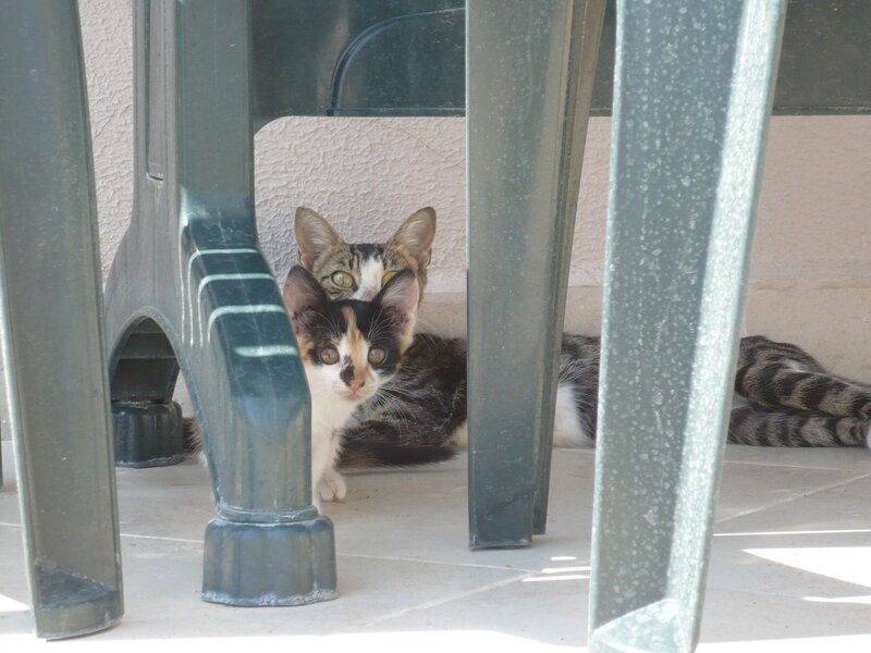 Two cats under a table
