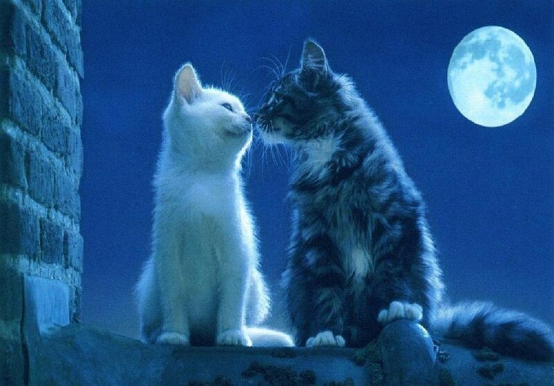 Two Cats under Moon — Blue