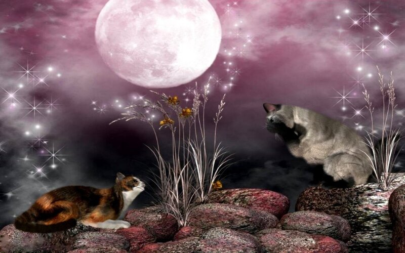 Two Cats under Moon