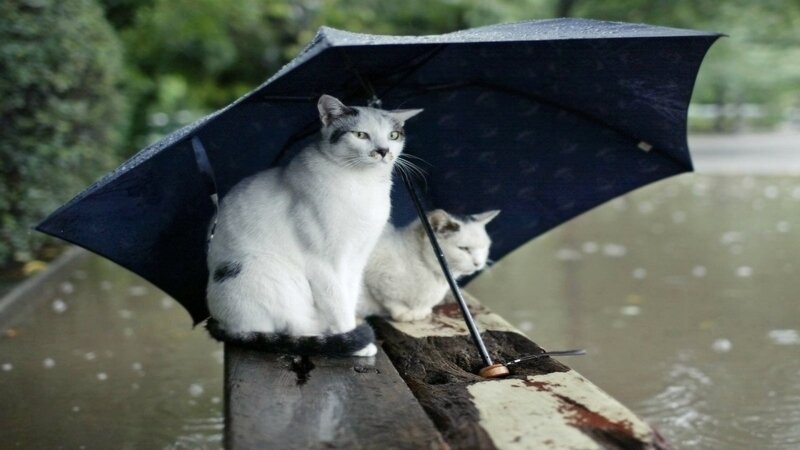 Two Cats under Umbrella — Black, Calm, Afternoon