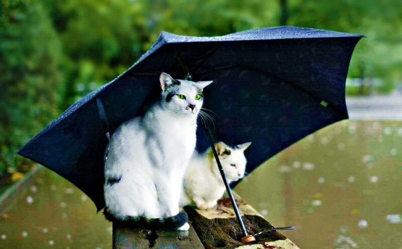 Two Cats under Umbrella — Black