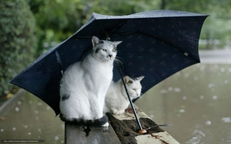 Two Cats under Umbrella — White, Calm, Afternoon