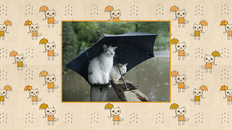 Two Cats under Umbrella — White, Calm, Photograph