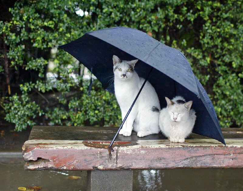 Two Cats under Umbrella — White