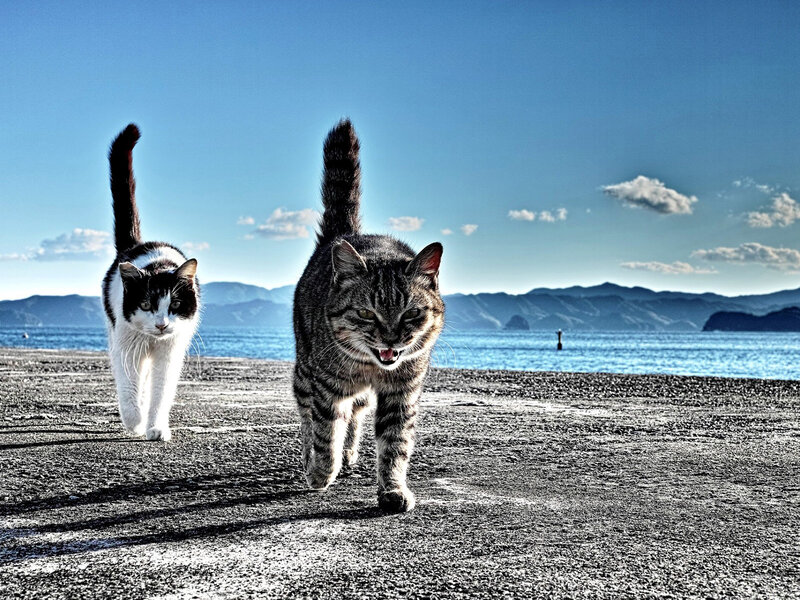 Two Cats Walking — Blue