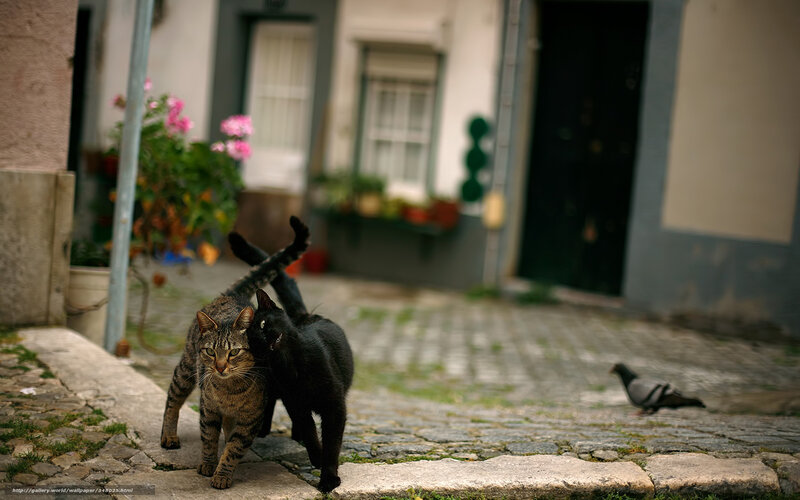 Two Cats Walking — Gray, Calm, Afternoon