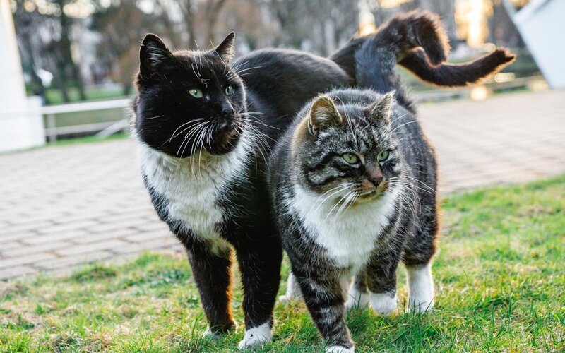 Two Cats Walking — Green