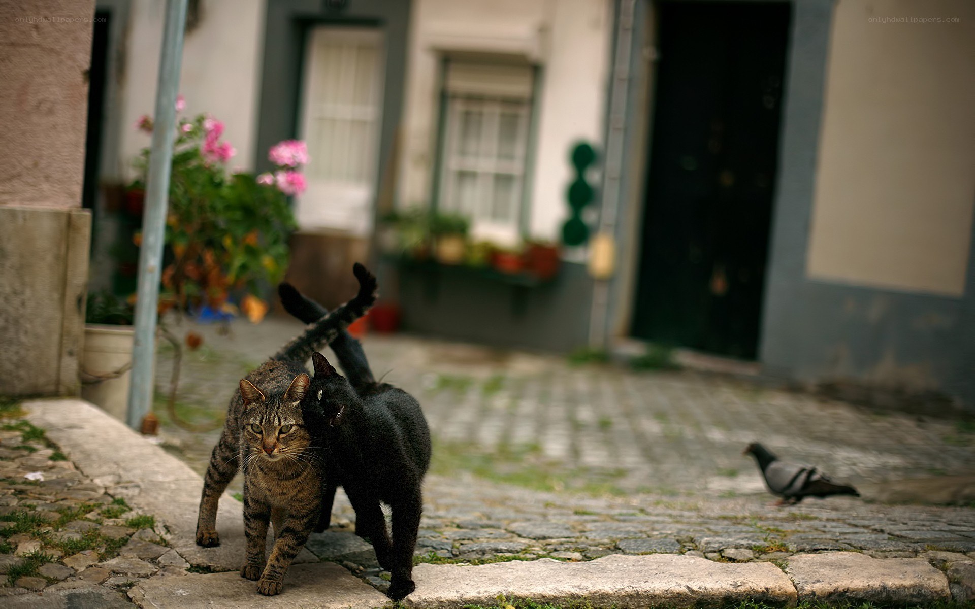 Two cats walking on a cobblestone street