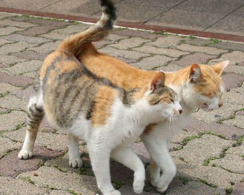 Two Cats Walking — Orange