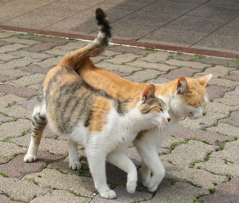 two cats walking together