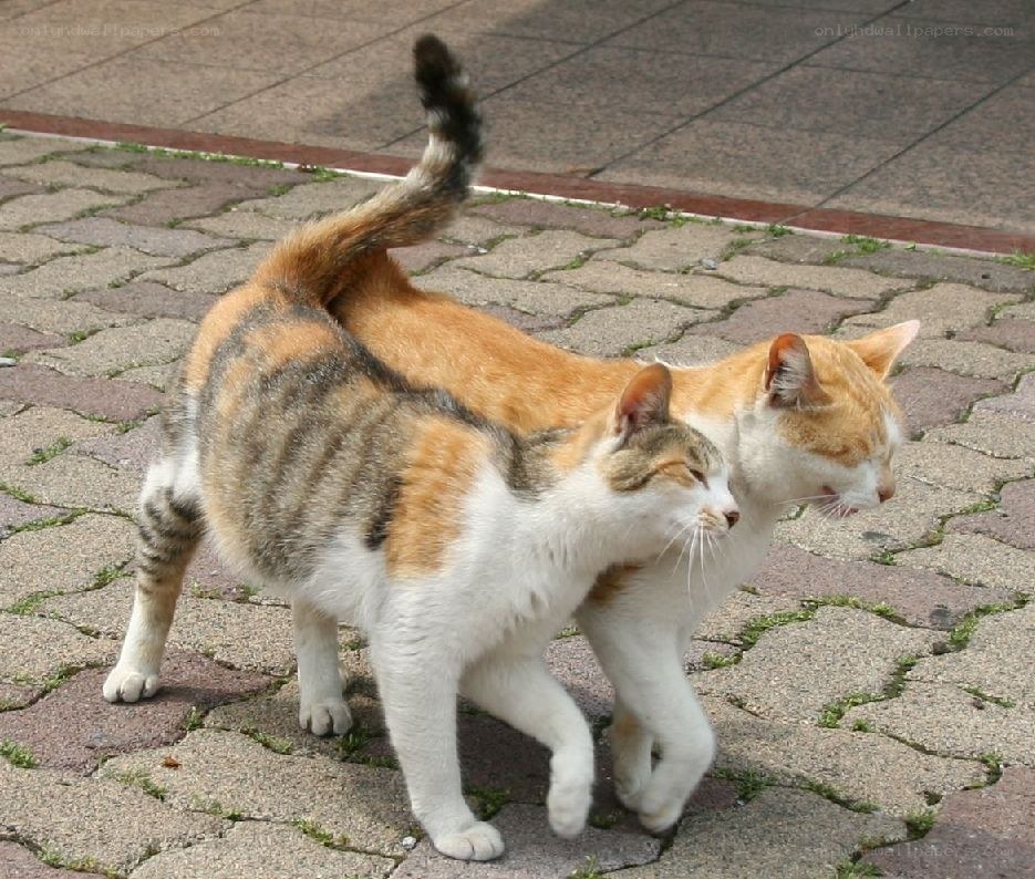two cats walking together