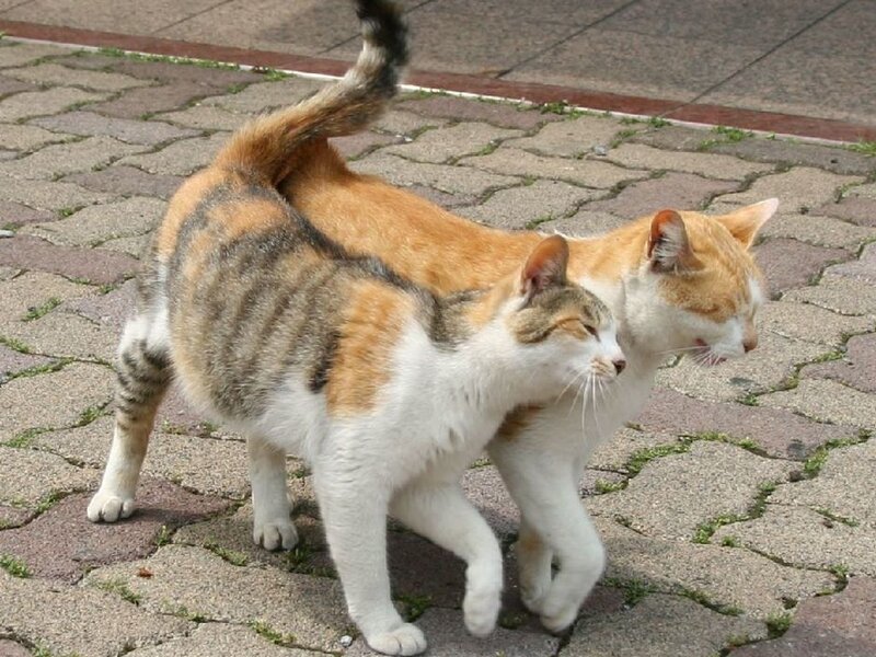 Two cats walking together