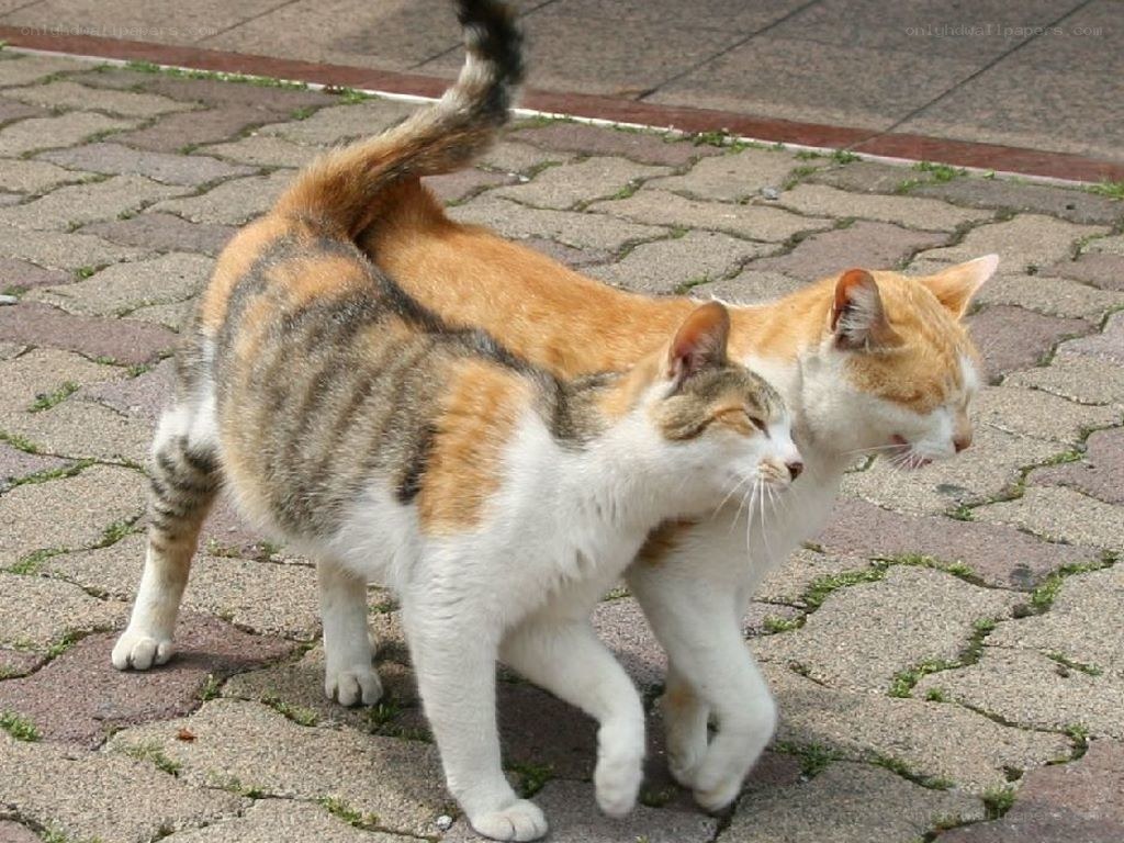 Two cats walking together