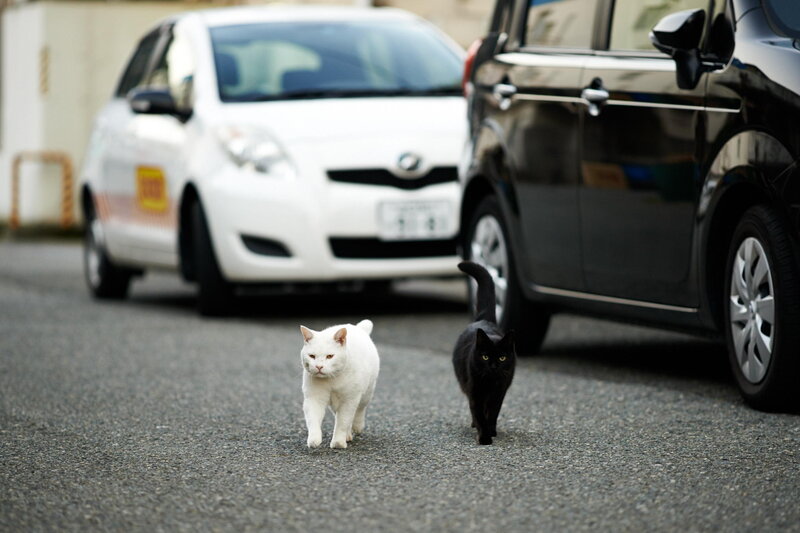 Two Cats Walking — White, Calm