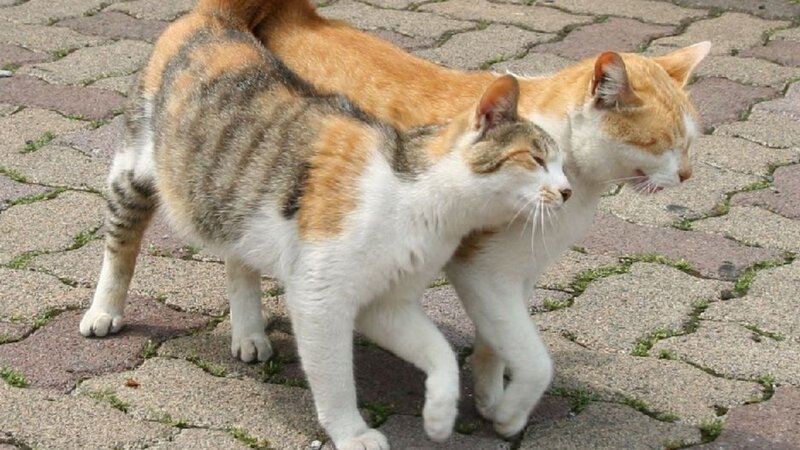 Two Cats Walking — White
