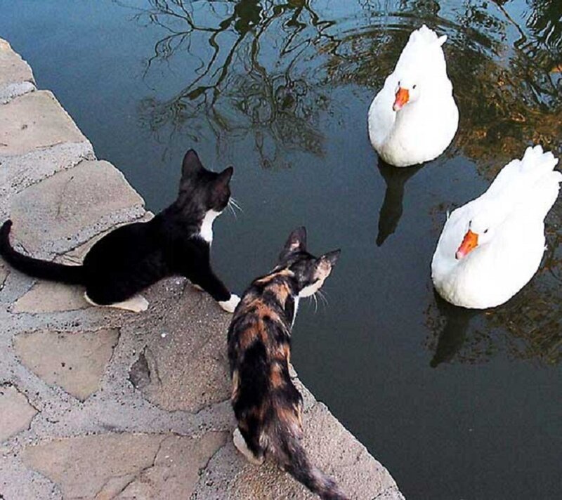 Two Cats Watching Ducks