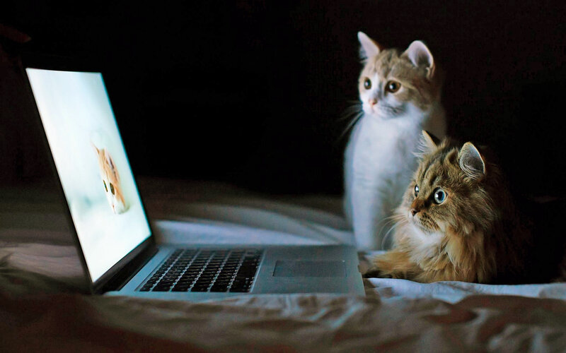 Two Cats Watching Laptop — Black, Curious