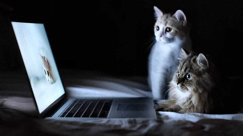 Two Cats Watching Laptop — Black, Dark, Night, Photograph, Bed, Screen