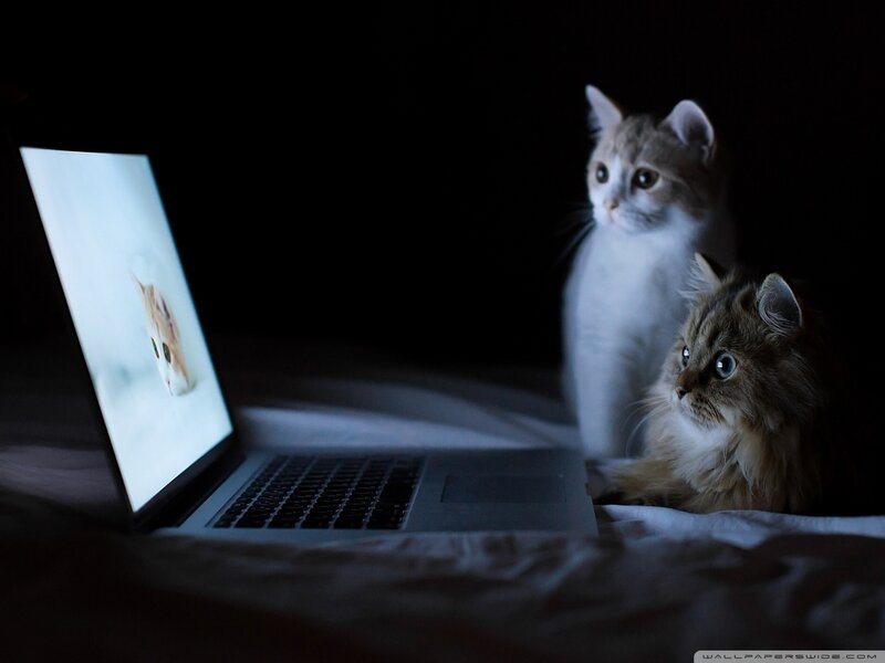 Two Cats Watching Laptop — Black, Dark, Night, Photograph, Bed