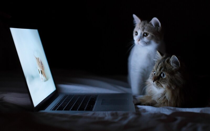 Two Cats Watching Laptop — Black, Dark, Night, Photograph