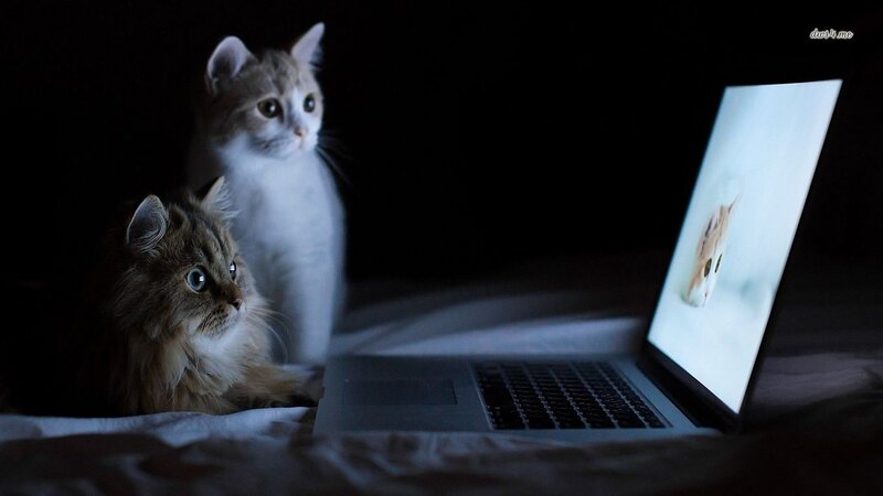 Two Cats Watching Laptop — Black, Dark, Night