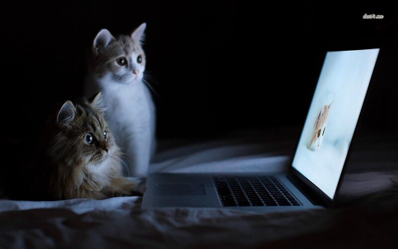 Two Cats Watching Laptop — Black, Dark