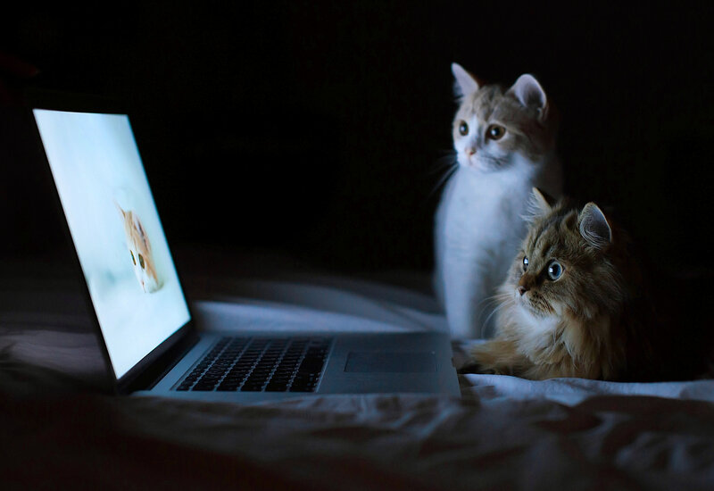 Two Cats Watching Laptop — Black