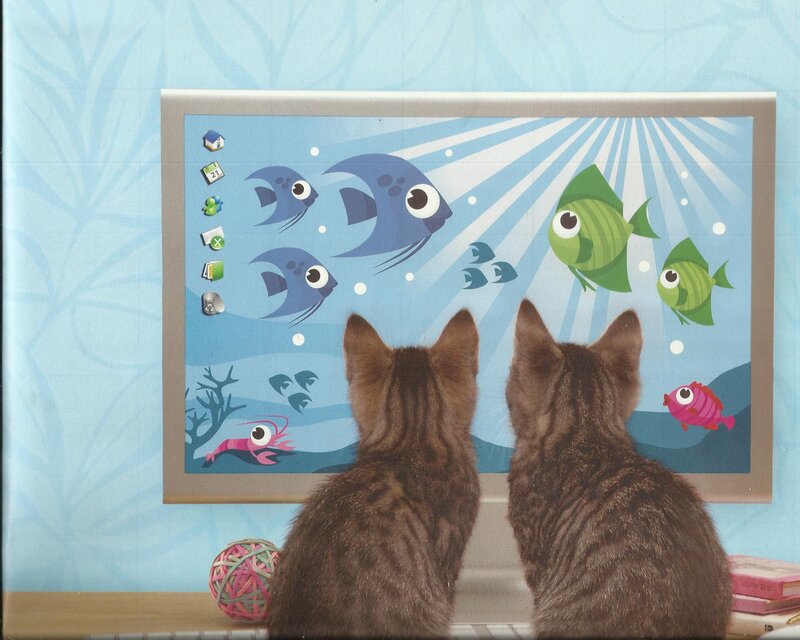 Two Cats Watching Screen
