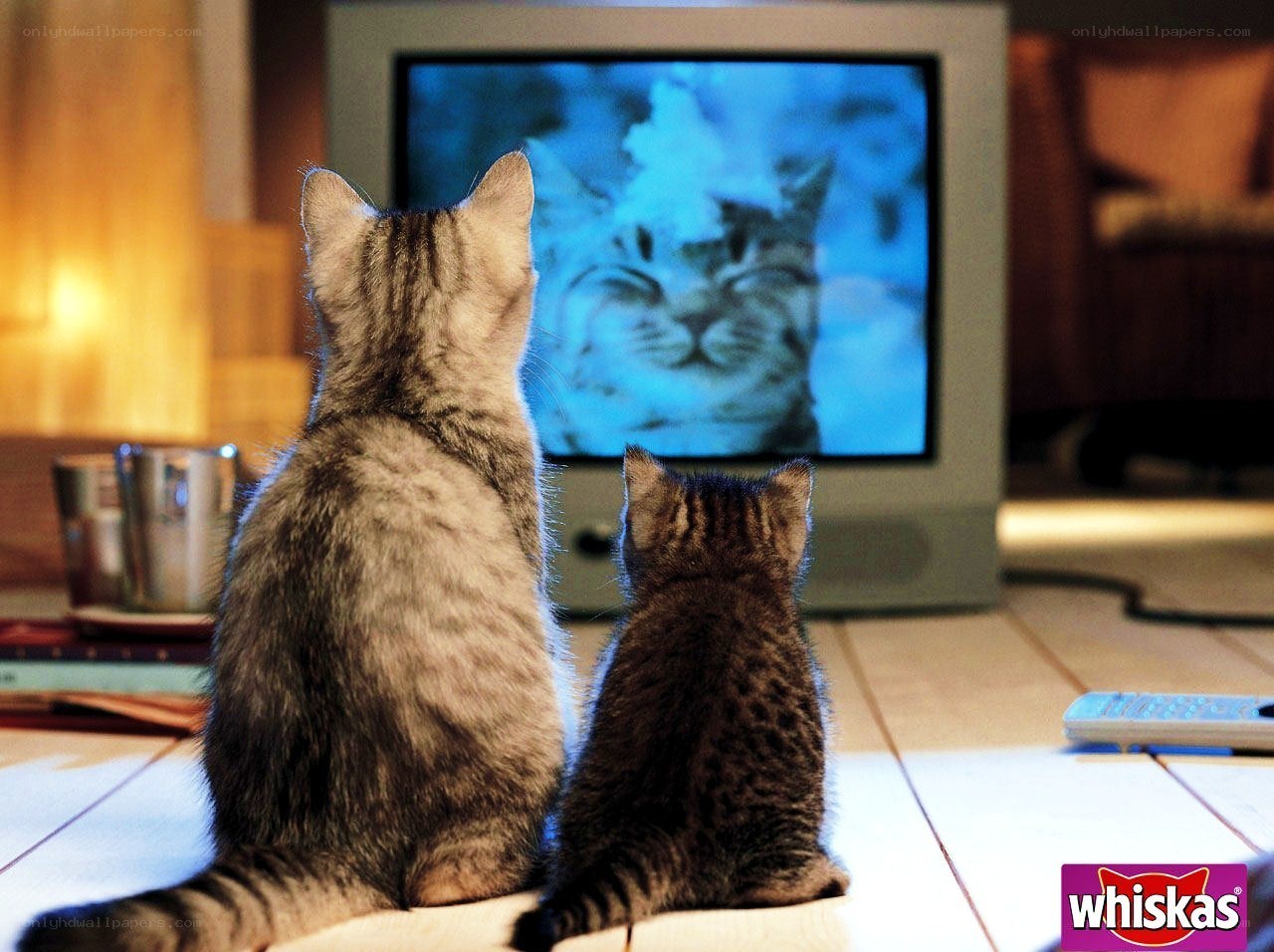 Two cats watching TV