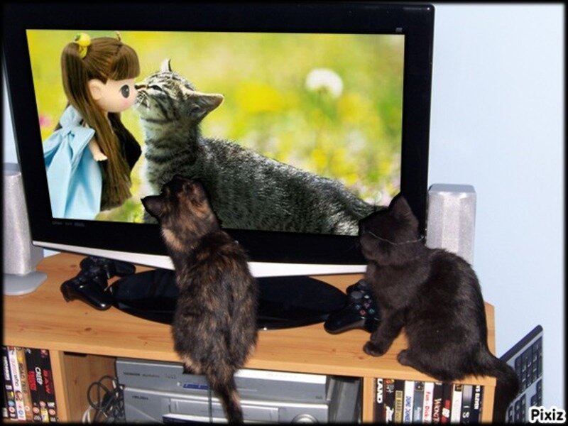 Two Cats Watching TV — Black